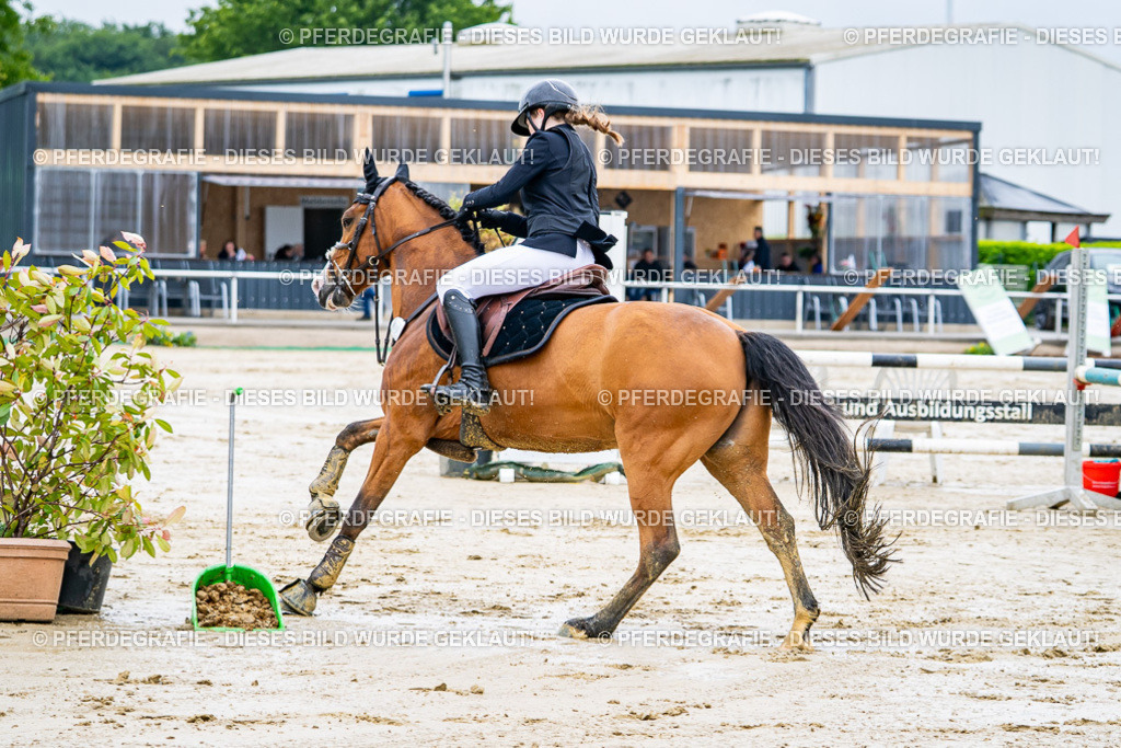 DSC03235 | Pferdegrafie