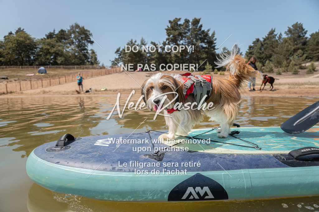 nelerasche_saSUP2_91 | nelerasche