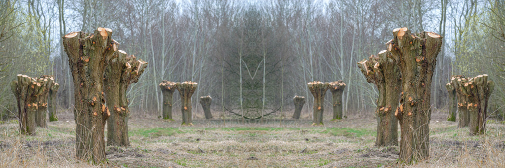 Versammlung der Baumstämme | Stark zurückgeschnittene Bäume, deren Stämme zueinander aufragen, als würden sie sich zu einer Versammlung treffen. — Das Bild wurde horizontal gespiegelt. Auflösung des Originals: 16512 x 5504 Pixel. - Realisiert mit Pictrs.com