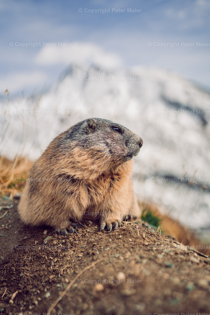 Murmel_24-39 | piet_flosse