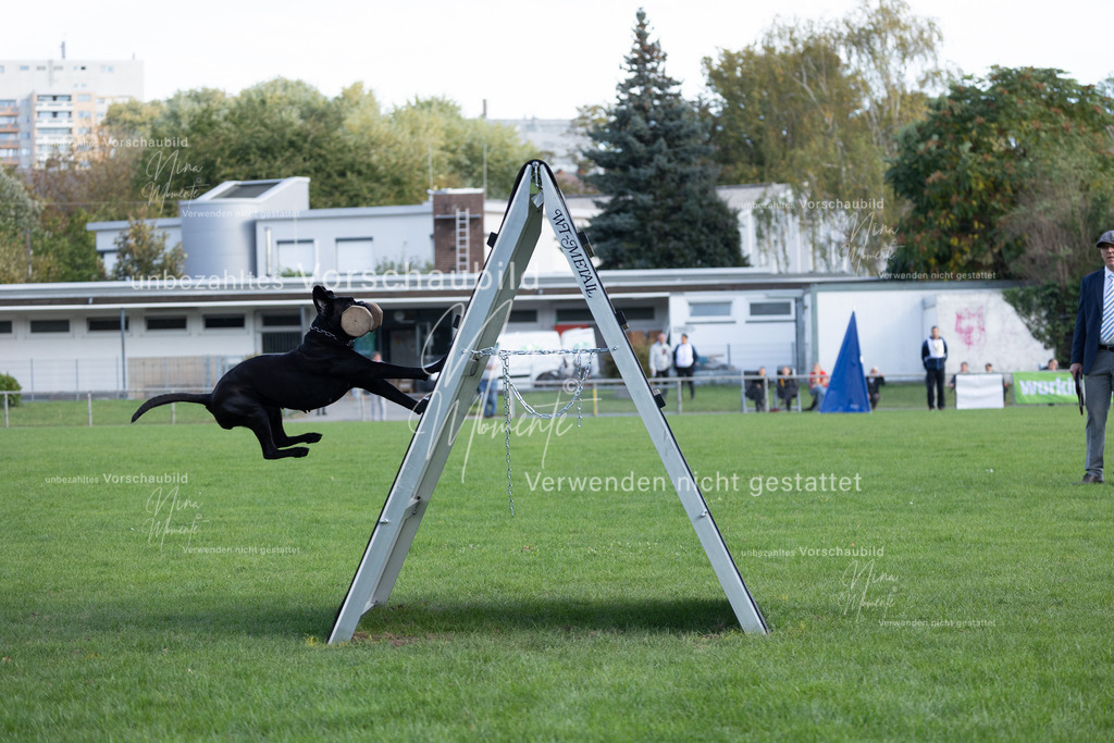 _16A5592 | Einzigartige Fotos von Hunden & Menschen –Actionfotos, Portraits, Vereinsaufnahmen & Paarshootings – authentisch, lebendig & mit Herz.