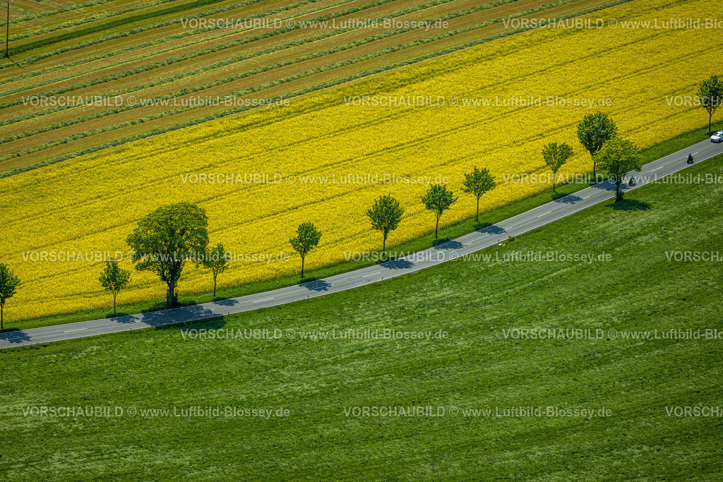 Sundern230504998 | Luftbild, Rapsfelder mit Baumallee an der Landesstraße L686, Allendorf, Sundern, Sauerland, Nordrhein-Westfalen, Deutschland