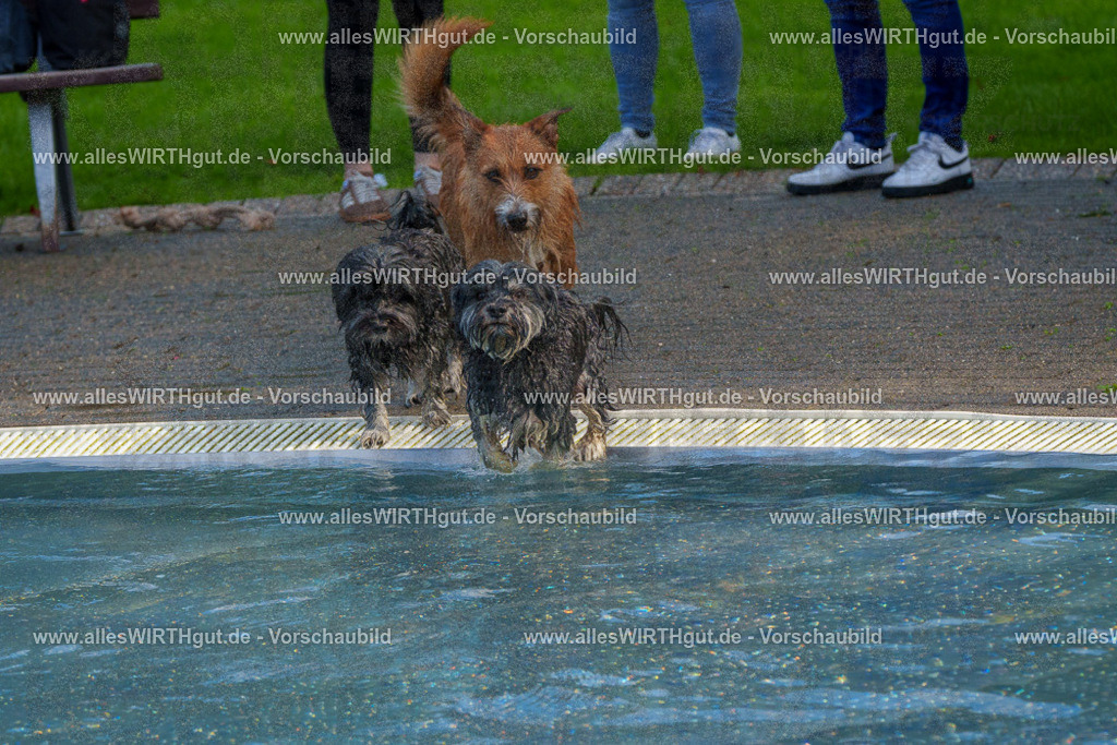 Hundeschwimmen_Grefrath_2026-allesWIRTHgut_Tierfotografie-13_05-FAY00502 | Professionelle Tierfotografie in Mönchengladbach von Daniel Wirth (allesWIRTHgut). Liebevolle & natürliche Bilder von Hunden & Katzen für unvergessliche Erinnerungen.