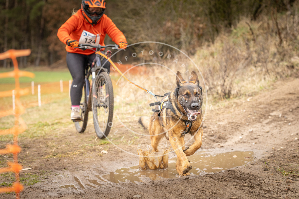 DV3A1154 | Hundefotografie, Tierfotograf, Pfotenfotografie, Fotoshooting Hund, Hunde Portrait, Hundesport, Hundeportraits, Heideshooting, Hunde, Sportfotograf, Hundefotograf, Turnierhundsport, THS,  - Realisiert mit Pictrs.com