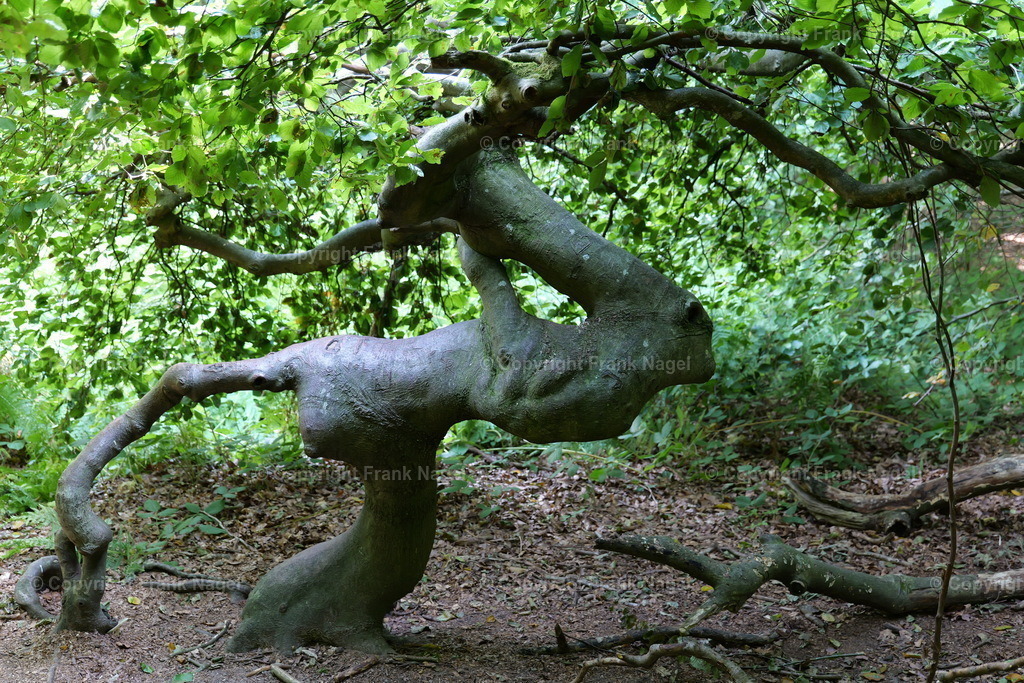 Hexenwald im Waldpark Semper | Der Hexenwald befindet sich auf der Insel Rügen im Ort Lietzow im Waldpark Semper und besteht aus Krüppel- bzw. Süntelbuchen.  - Realisiert mit Pictrs.com