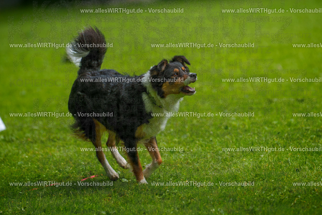 @allesWIRTHgut_Tierfotografie - www.allesWIRTHgut.de - 7R502347 | Professionelle Tierfotografie in Mönchengladbach von Daniel Wirth (allesWIRTHgut). Liebevolle & natürliche Bilder von Hunden & Katzen für unvergessliche Erinnerungen.
