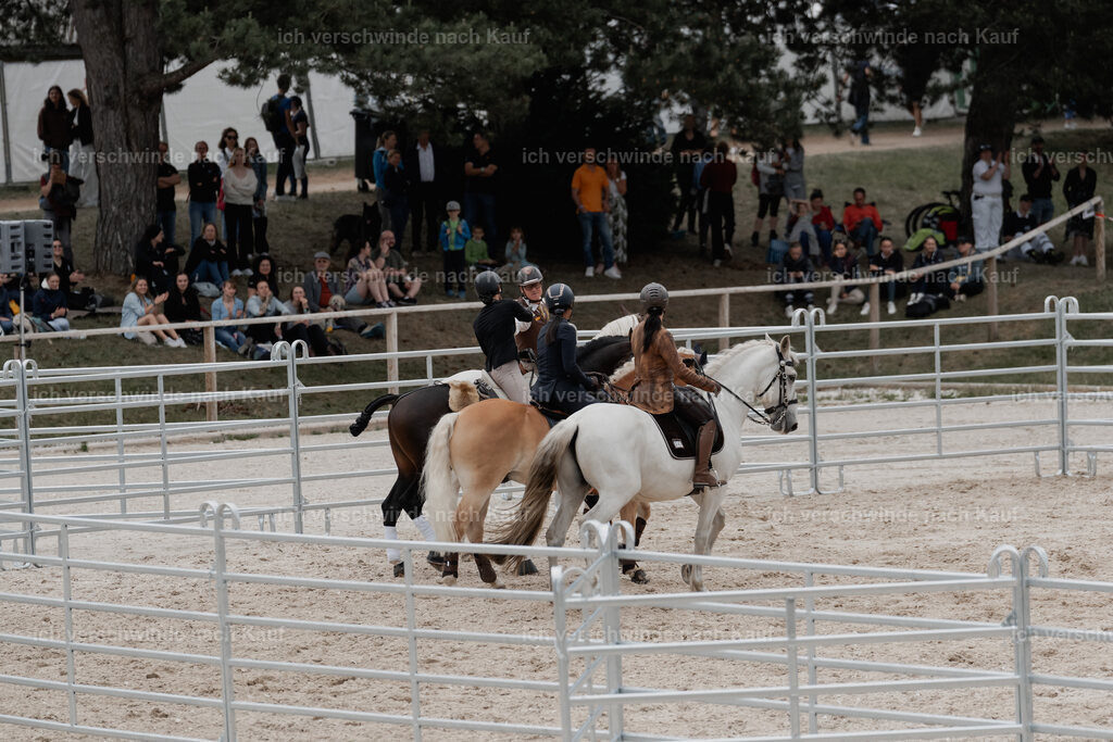 WE__Stoib_Rinder_PI2025_3167 | Pferd International München 2025