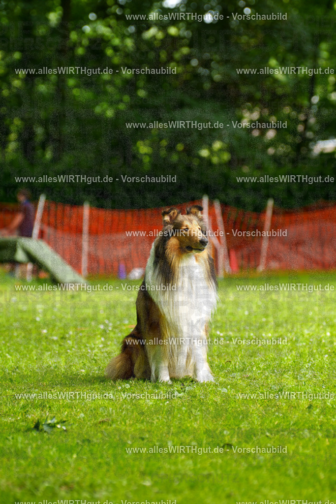 @allesWIRTHgut_Tierfotografie - www.allesWIRTHgut.de - 095009-7R507689 | Professionelle Tierfotografie in Mönchengladbach von Daniel Wirth (allesWIRTHgut). Liebevolle & natürliche Bilder von Hunden & Katzen für unvergessliche Erinnerungen.