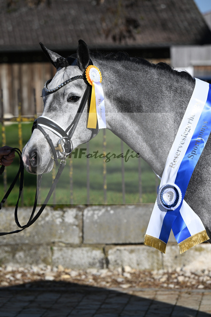 Kat-Nr. 3 Golden Diamond K v. GoldenGray_Koldas_49250360 | hf-fotografie - Realisiert mit Pictrs.com