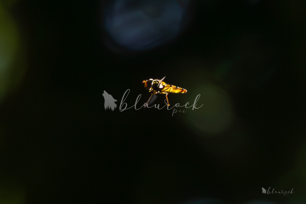 701A2424 | Sportbilder, Sportfotograf, Hochzeits- und Eventfotografin, Flugshows, Portraits und Tiershooting, Aviation, Downhill, Nationalleague, Swissleague, International