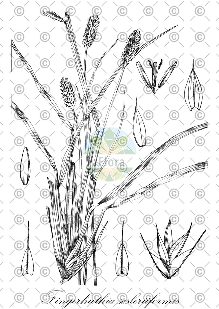HistAbb_wfo-0000691032_1_ENZY_Simple | Historische Abbildung von Fingerhuthia sesleriiformis - Poaceae | Historical Illustration of Fingerhuthia sesleriiformis - Poaceae