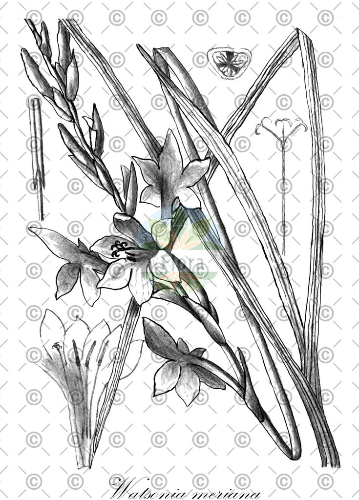 HistAbb_wfo-0001287955_1_ENZY_Simple | Historische Abbildung von Watsonia meriana - Iridaceae | Historical Illustration of Watsonia meriana - Iridaceae