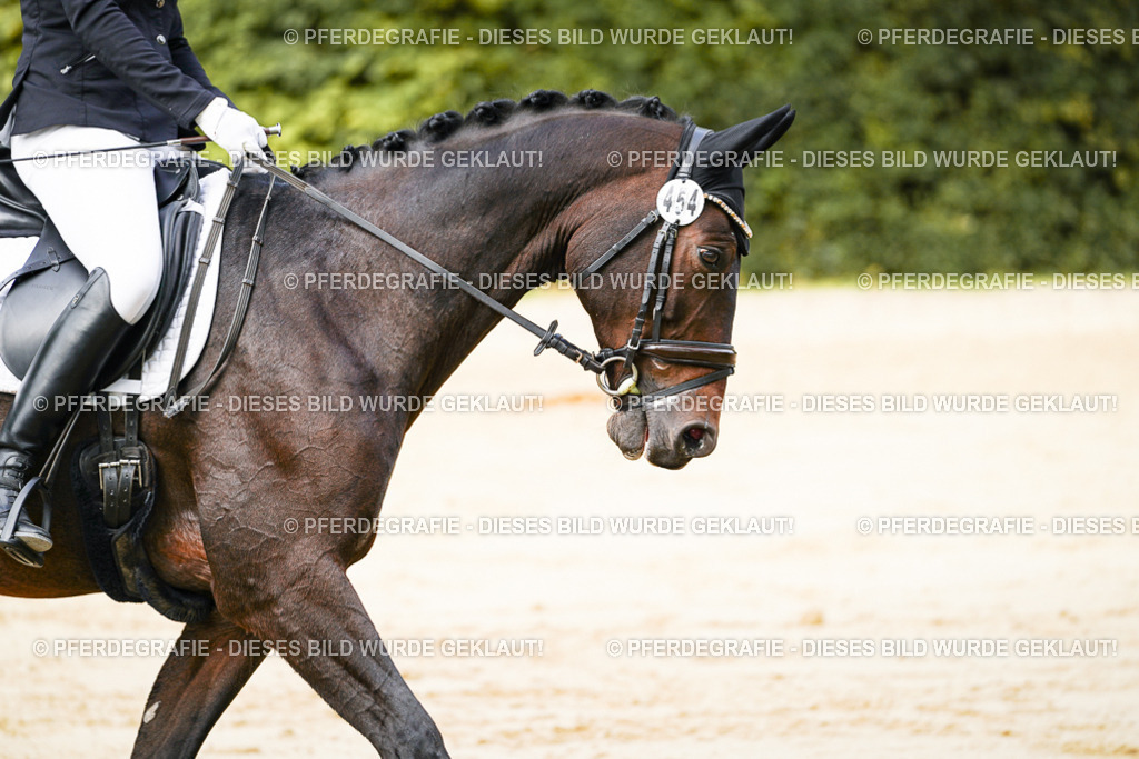 DSC01669 | Pferdegrafie