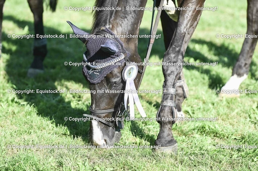 20230908_24_Springen_M_0099 | equistock