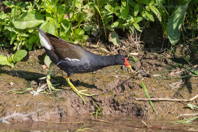 2018111 | Tierfotografie, Tierkalender, Tierbilder, Insekten, Spinnen, Vögel, Schmetterling, Libellen, Leinwand, Colorkey, Qualität, Geschenkartikel, Geschenk - Realisiert mit Pictrs.com