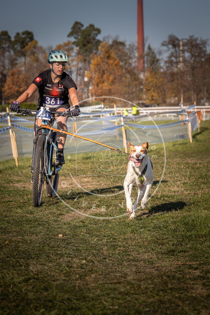 CaniXpix_0L8A6227 | Hundefotografie, Tierfotograf, Pfotenfotografie, Fotoshooting Hund, Hunde Portrait, Hundesport, Hundeportraits, Heideshooting, Hunde, Sportfotograf, Hundefotograf, Turnierhundsport, THS,  - Realisiert mit Pictrs.com