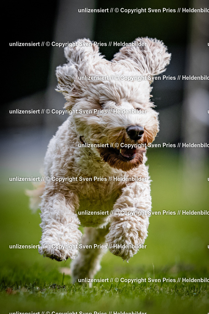 Sven Pries | 2025-10-03 - Hunderennen Obergrombach - Realisiert mit Pictrs.com
