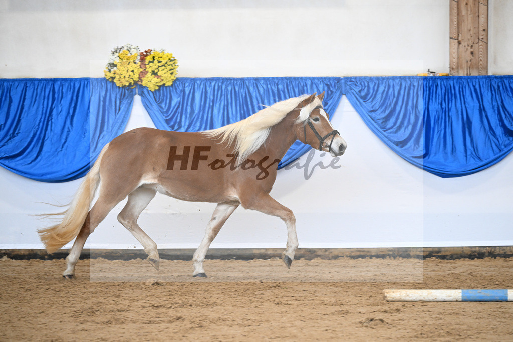 Bl. Band Kat-Nr. 7 Aruna vom Eulental v. Sternzauber_Schoenung_48251358 | hf-fotografie - Realisiert mit Pictrs.com