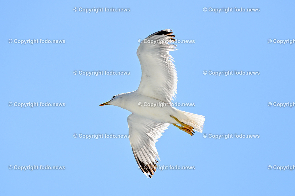 Kroatien_ Split_ 21.07.2025-174 | 21.07.2025, Kroatien, HRV, Split, im Bild Themenbild, Moewe, Moeve, Wasservogel, fliegen, Feature, Symbolbild