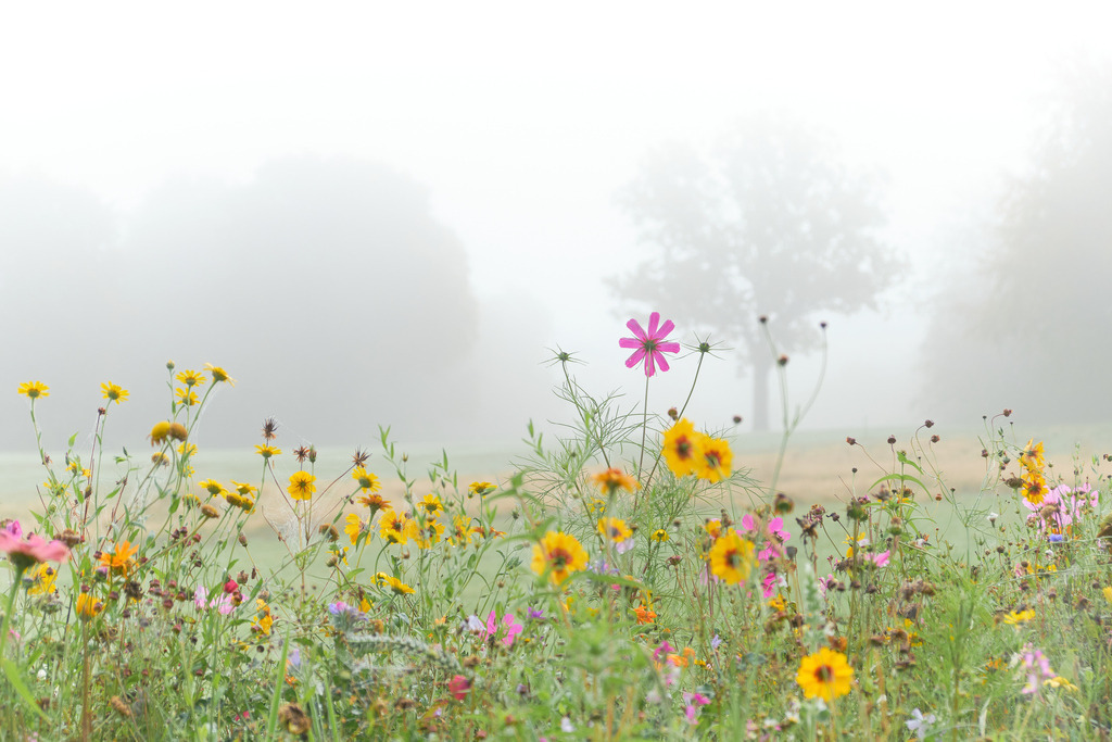 Flora Fauna | Entdecken Sie hochwertige Fotoprodukte für Ihr Zuhause, Büro oder als besonderes Geschenk.rpixel.de bietet Ihnen exklusive Fotografien aus den Bereichen Natur, Landschaft und Motiven vom Meer.Einfach direkt im Online-Shop bestellen. - Realisiert mit Pictrs.com