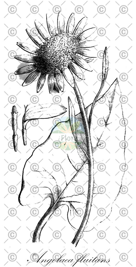 HistAbb_wfo-0000536542_333_ENZY_Simple | Historische Abbildung von Angolaea fluitans - Podostemaceae | Historical Illustration of Angolaea fluitans - Podostemaceae