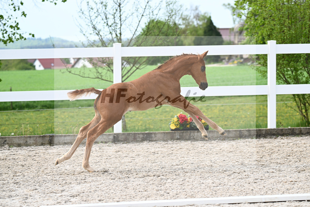 Kat-Nr. 5 HF Von Und Zu x Escamillo_von Unger_23260157 | hf-fotografie - Realisiert mit Pictrs.com