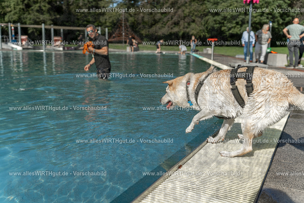 Hundeschwimmen_Volksbad_2026-allesWIRTHgut_Tierfotografie-2609061547-7R501889 | Professionelle Tierfotografie in Mönchengladbach von Daniel Wirth (allesWIRTHgut). Liebevolle & natürliche Bilder von Hunden & Katzen für unvergessliche Erinnerungen.