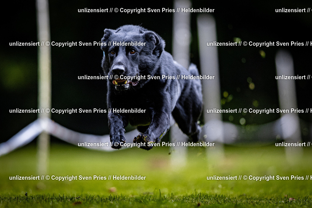 Sven Pries | 2025-10-03 - Hunderennen Obergrombach - Realisiert mit Pictrs.com