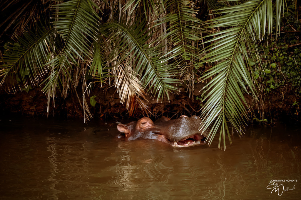 20231010-072842 SOUTHAFRIKA_-1 | Herzlich willkommen auf meiner Seite! Ich bin Elke Wallnisch, Deine Fotografin für lichtstarke Momente. Der Name steht für alles, was mich mit der Fotografie verbindet: Das Licht und seine machtvolle Wirkung auf eine Situation oder unsere Stimmung - Realisiert mit Pictrs.com