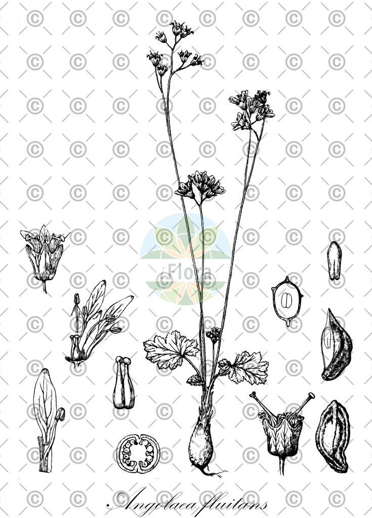 HistAbb_wfo-0000536542_55_ENZY_Simple | Historische Abbildung von Angolaea fluitans - Podostemaceae | Historical Illustration of Angolaea fluitans - Podostemaceae