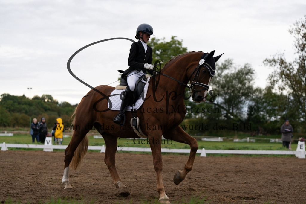 A7V06032 | Pferdefotograf