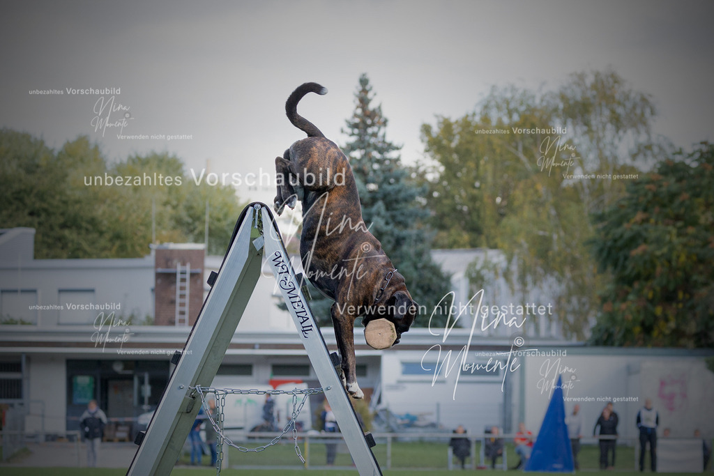 _16A5718-1 | Einzigartige Fotos von Hunden & Menschen –Actionfotos, Portraits, Vereinsaufnahmen & Paarshootings – authentisch, lebendig & mit Herz.