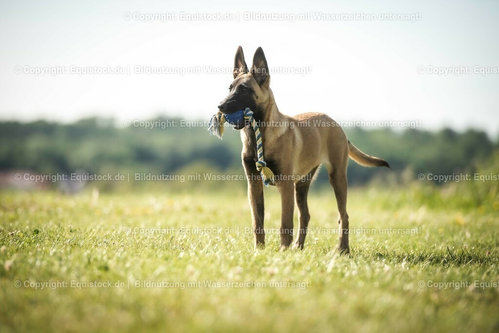 20200531_Hund_0051 | equistock