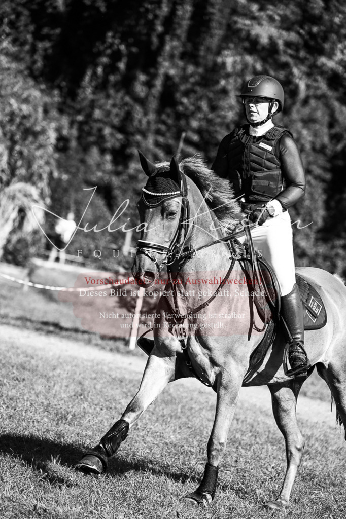 DSC_0804 | Pferde- und Turnierfotografie in Westsachsen. Pferdeportraits, Auftragszeichnungen und intuitive Kunst.