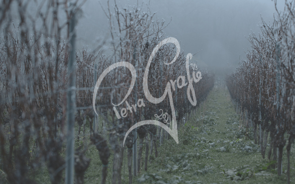 Wingert im Winter | petragrafie - Realisiert mit Pictrs.com