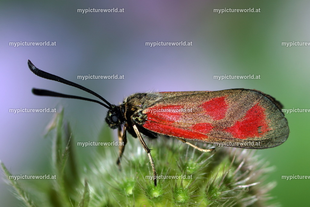 Zygaena loti-006 | Das Bilderarchiv über Tiere, Planzen und Landschaften. In der Bilddatenbank finden Sie ein große Auswahl an hochwertigen Bilder für Ihre Werbung - Realisiert mit Pictrs.com