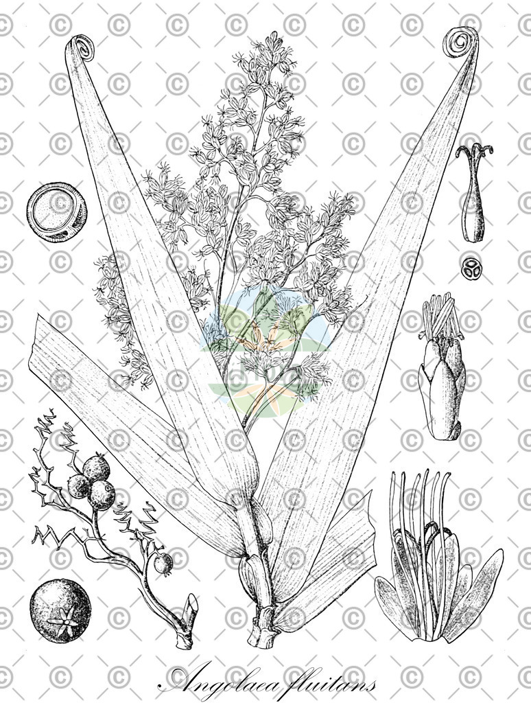 HistAbb_wfo-0000536542_122_ENZY_Simple | Historische Abbildung von Angolaea fluitans - Podostemaceae | Historical Illustration of Angolaea fluitans - Podostemaceae