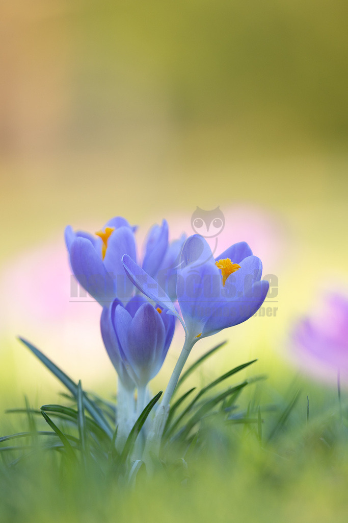 R5NF3430-20230213 | Die Krokusse (Crocus; Singular im Allgemeinen „der Krokus“, in der Schweiz auch „das Krokus“; Mehrzahl Krokusse) sind eine Pflanzengattung der Schwertliliengewächse (Iridaceae). Die etwa 235 Krokusarten (Stand Januar 2017)[1] sind vor allem im Orient, aber auch in Europa, Nordafrika und bis nach Westchina verbreitet. Sie sind seit Jahrhunderten beliebte Zierpflanzen. Als Frühblüher sind sie in den Parks und Gärten der gemäßigten Breiten auf der ganzen Welt anzutreffen. Einige Arten blühen bereits im Herbst und bilden die Früchte im darauffolgenden Frühjahr.  - Realisiert mit Pictrs.com