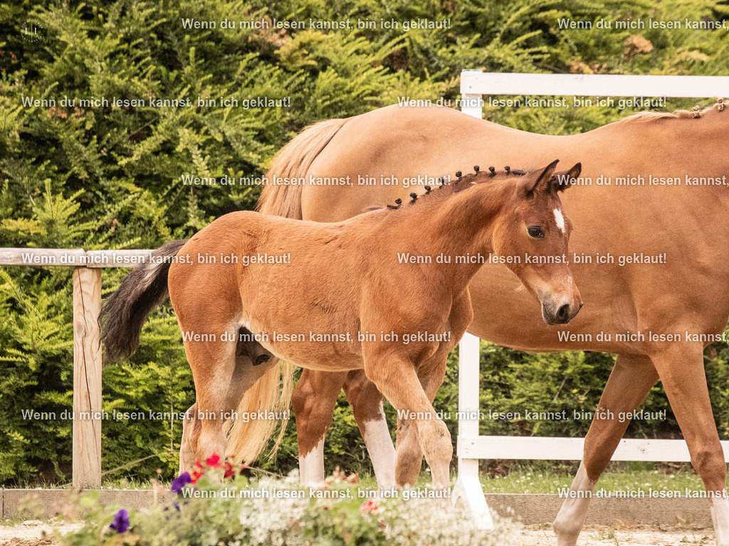 A10I2479 15.54.46 | photographylinaismer - Realisiert mit Pictrs.com