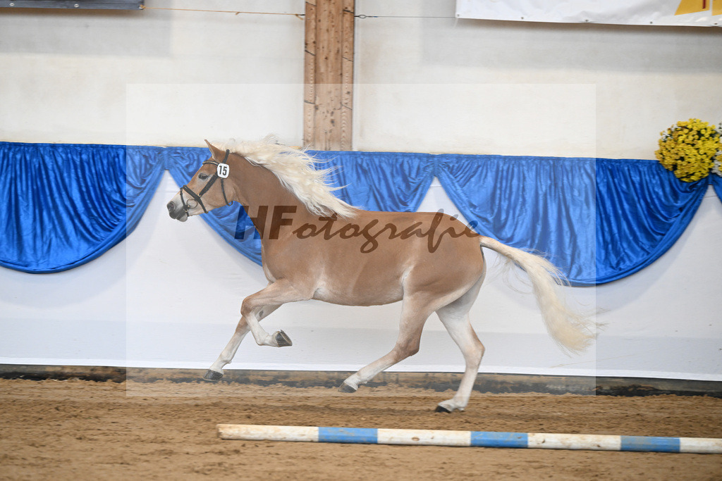 Bl. Band Kat-Nr. 15 Bambi v. Bon Jovi_Stange Haflingergestuet_48251388 | hf-fotografie - Realisiert mit Pictrs.com