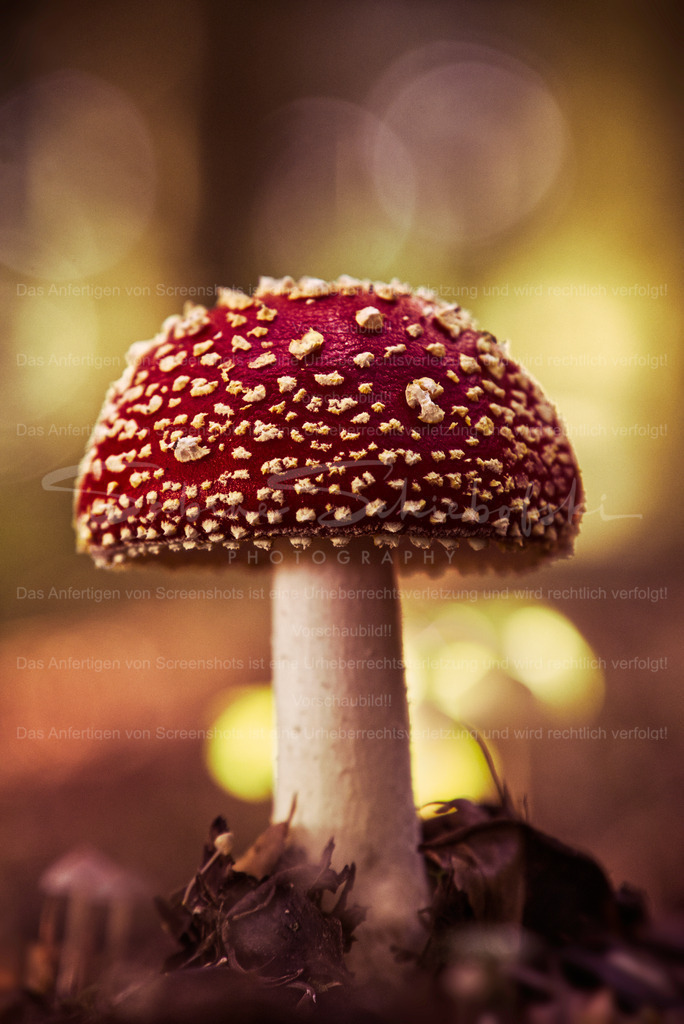 Wandbild "Fliegenpilz" | People- und Tierfotografie, Imageaufnahmen, Veranstaltungsfotografie und Wandbilder aus der Natur ★ Made in Germany ✔️ Druck + Downloads ✔️ Naturfotografie in Top Qualität ★ schneller Versand, weltweite Lieferung! - Realisiert mit Pictrs.com