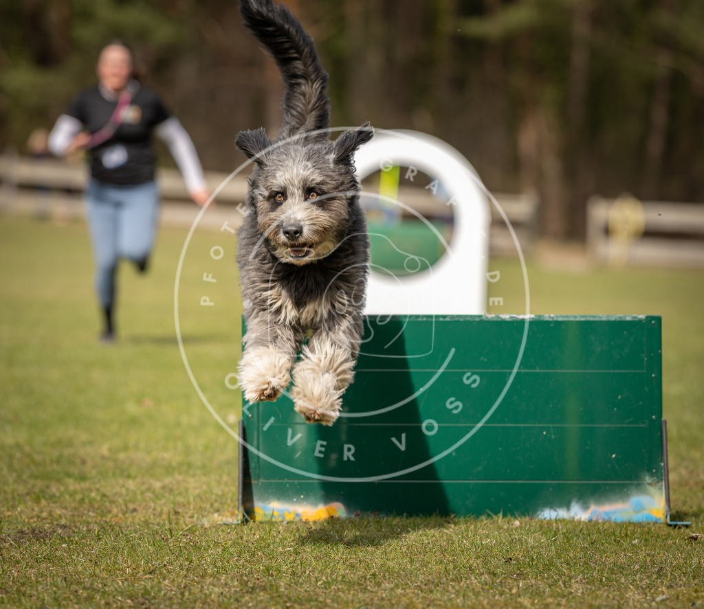 Pfotenfotografie_DV3A8457 | Hundefotografie, Tierfotograf, Pfotenfotografie, Fotoshooting Hund, Hunde Portrait, Hundesport, Hundeportraits, Heideshooting, Hunde, Sportfotograf, Hundefotograf, Turnierhundsport, THS,  - Realisiert mit Pictrs.com