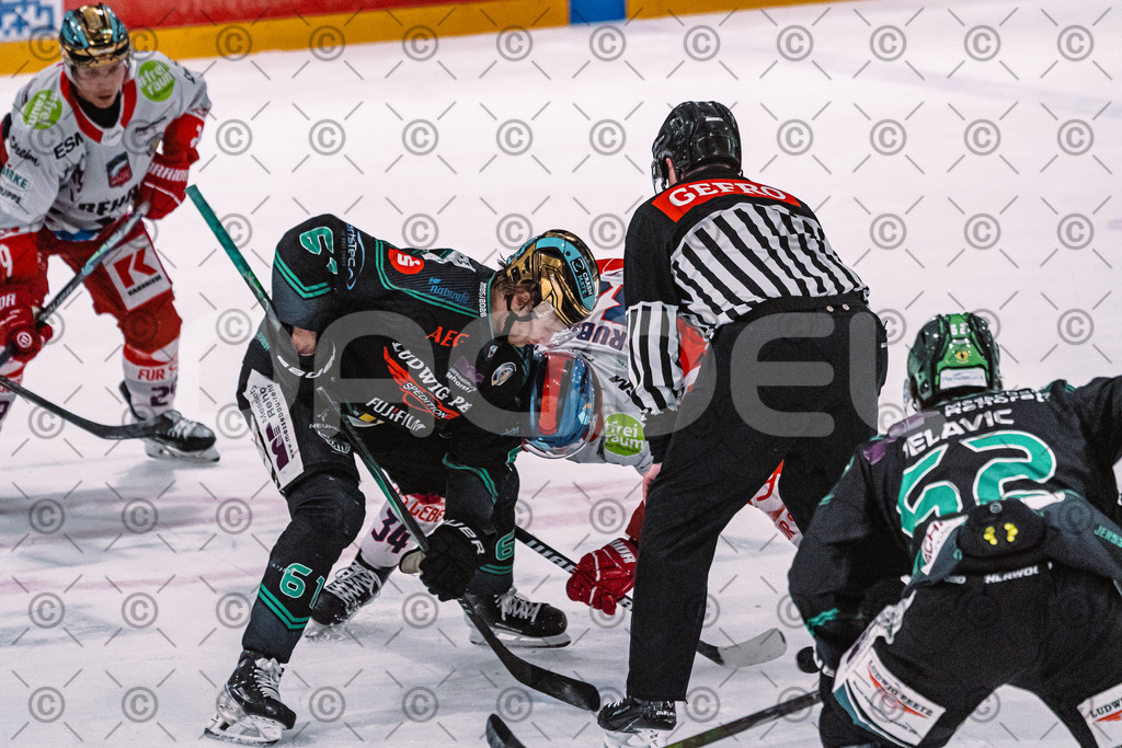 Alligators_vs_Selb_27_02_2026-32 | Höchstadt Alligators Fotogalerie: Eishockey-Action aus Franken. Professionelle Spielfotos, Portraits & Stadionbilder zum Download. Jetzt entdecken! - Realisiert mit Pictrs.com