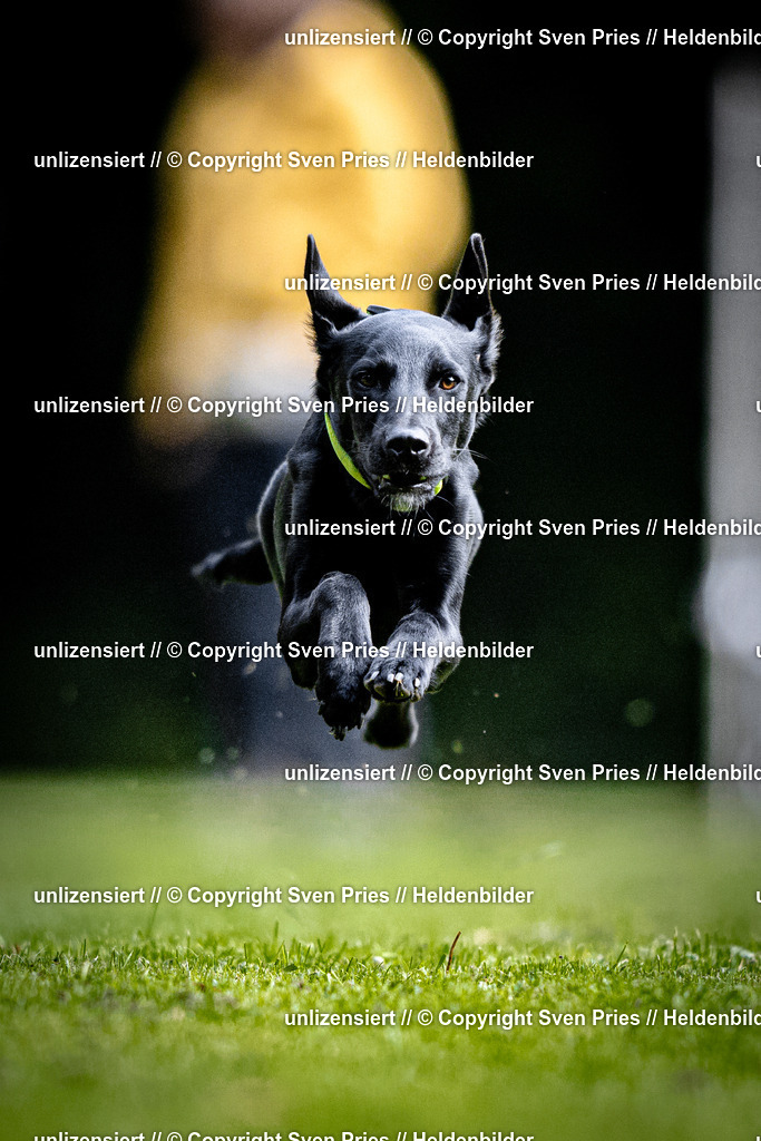 Sven Pries | 2025-10-03 - Hunderennen Obergrombach - Realisiert mit Pictrs.com