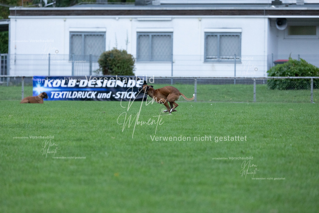 _16A4649 | Einzigartige Fotos von Hunden & Menschen –Actionfotos, Portraits, Vereinsaufnahmen & Paarshootings – authentisch, lebendig & mit Herz.