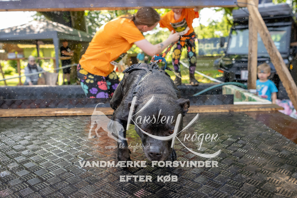 1409_ZZ93373 | kk-dogfotos