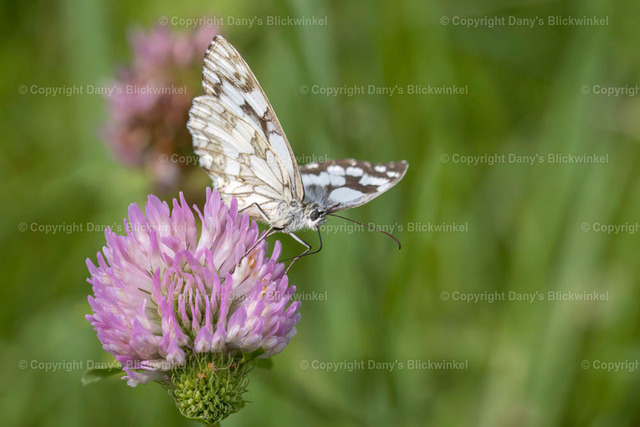 202129 | Tierfotografie, Tierkalender, Tierbilder, Insekten, Spinnen, Vögel, Schmetterling, Libellen, Leinwand, Colorkey, Qualität, Geschenkartikel, Geschenk - Realisiert mit Pictrs.com