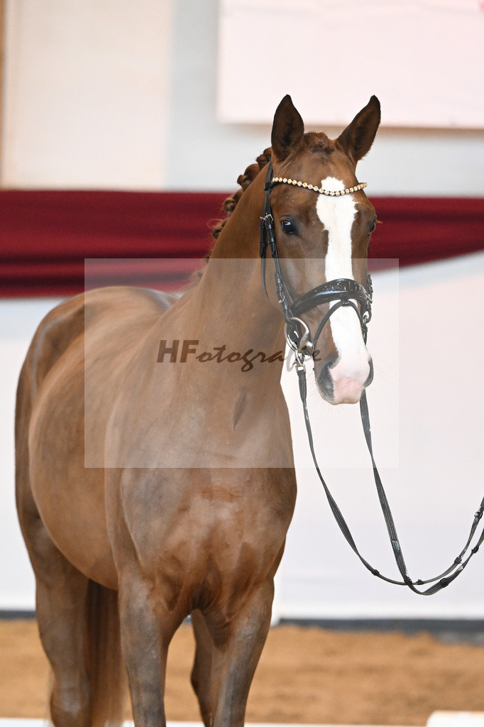 Kat-Nr. 5 v. Benicio_Wille_66221617 | hf-fotografie - Realizzato con Pictrs.com