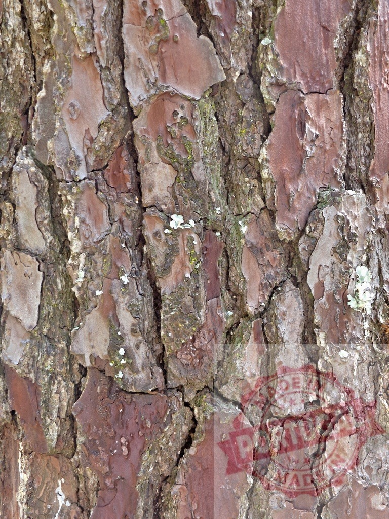 Close-up of rough tree bark showing texture and detail | Detailed texture of rough tree bark with moss growing in crevices - Realized with Pictrs.com