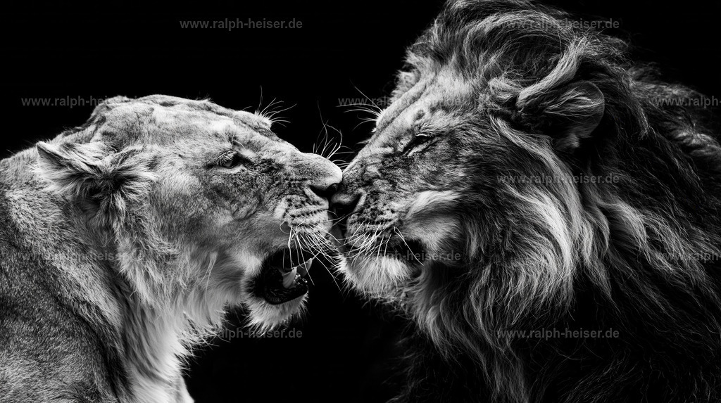 KI00118 | Wandbilder, Bilder, Fotograf in Marburg, Tierbilder, Wandfotos, Bilder Shop, Günstige Bilder, Schwarz-Weiß Bilder, Ralph Heiser